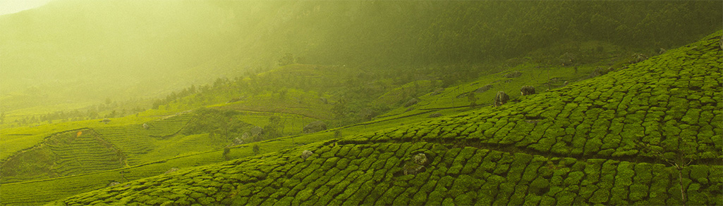 Tea field